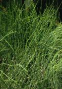 Ephedra sinica 